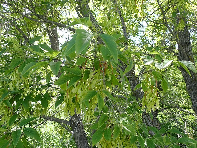 Acer_negundo
