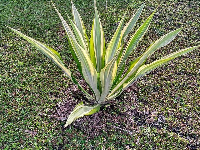 Agave