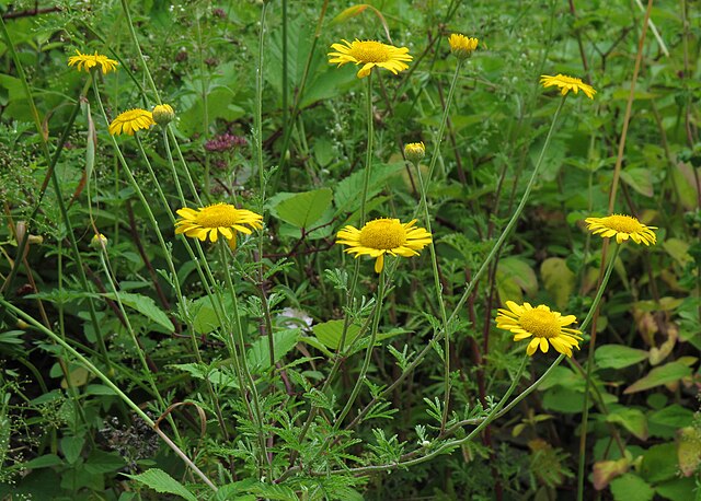 Anthemis_tinctoria Anthemis_tinctoria