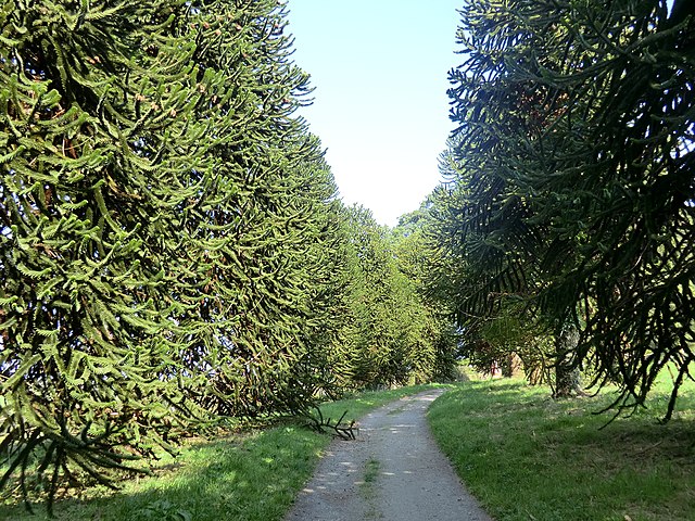 Araucarias Araucarias