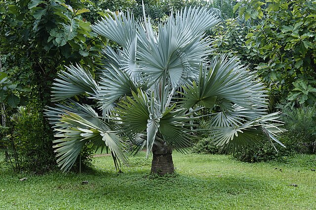 Bismarckia_nobilis Bismarckia_nobilis