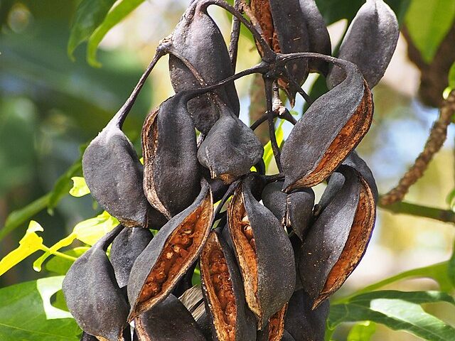 Brachychiton Brachychiton