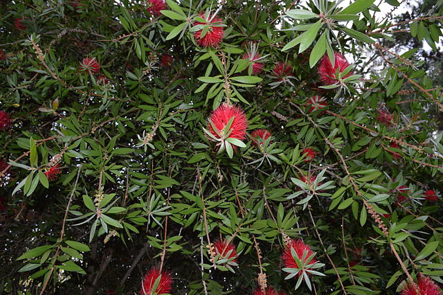 Callistemon Callistemon
