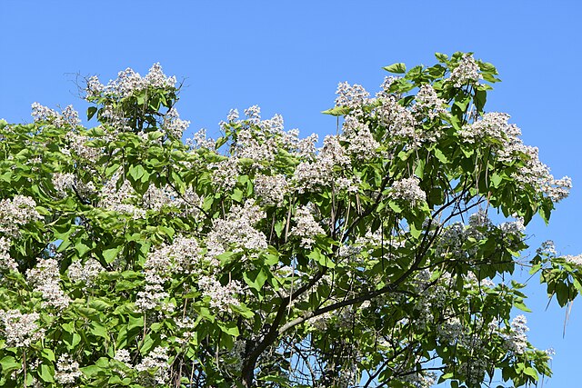 Catalpa Catalpa