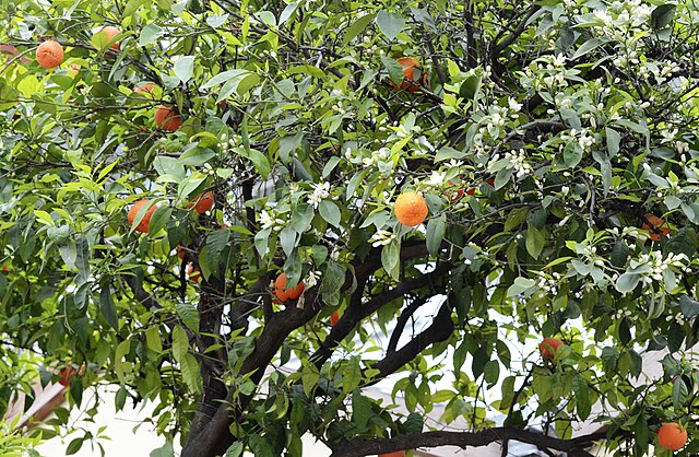 Citrus_aurantium Citrus_aurantium
