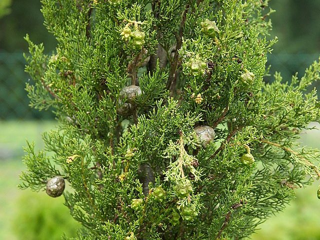 Cupressus