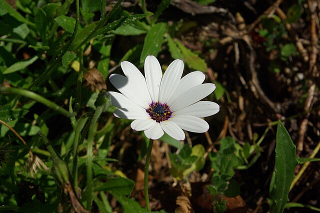 Dimorphoteca