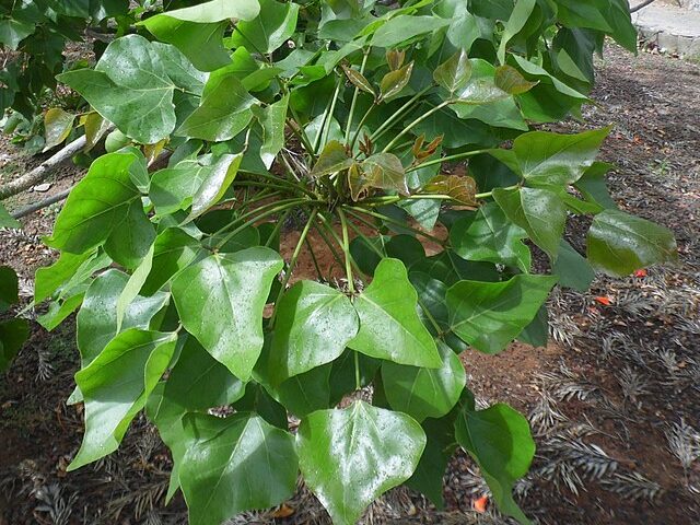 Erythrina_caffra Erythrina_caffra