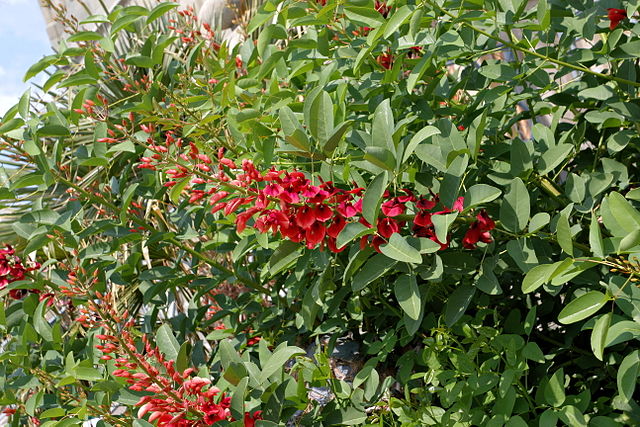 Erythrina_crista_galli Erythrina_crista_galli