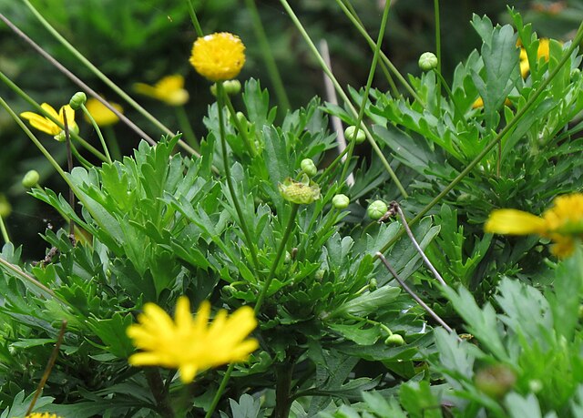 Euryops Euryops