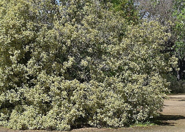 Ficus_retusa Ficus_retusa