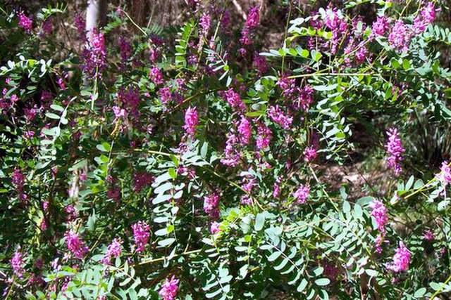 Indigofera_australis