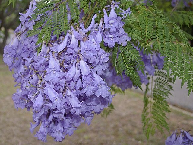Jacaranda Jacaranda