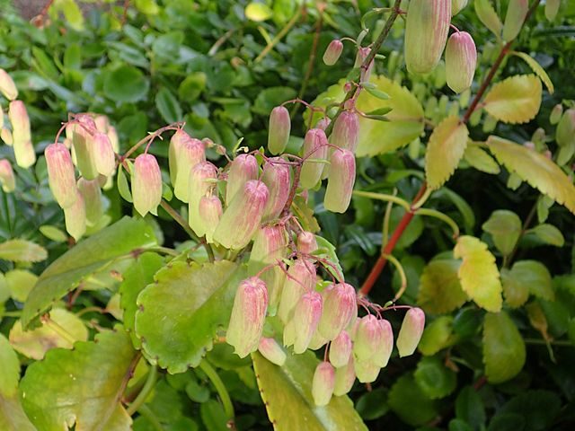 Kalanchoe_pinnata Kalanchoe_pinnata