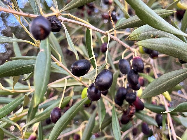 Olea_europaea