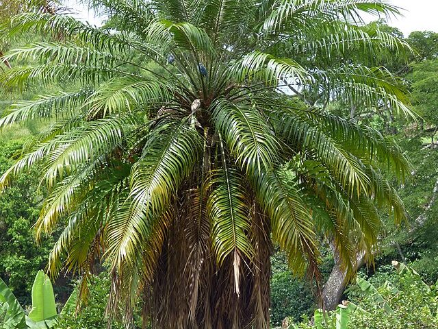 Palma_robelina