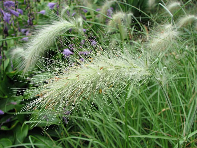 Pennisetum_villosum Pennisetum_villosum