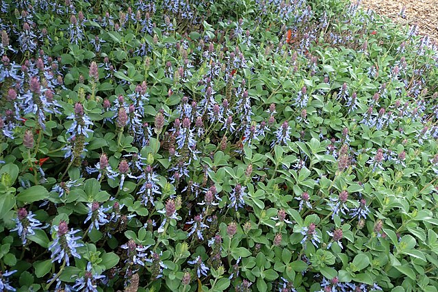 Plectranthus Plectranthus