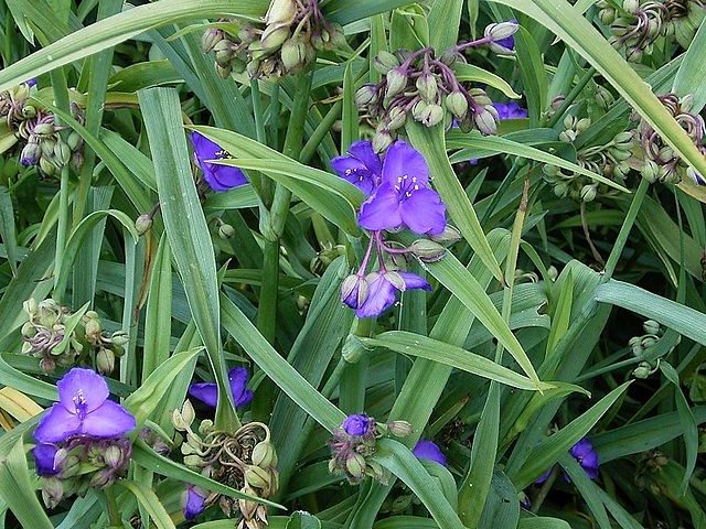 Tradescantia