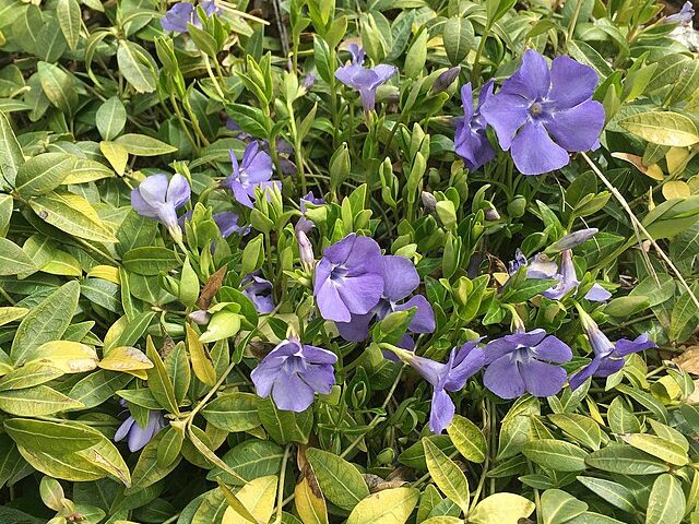 Vinca Vinca