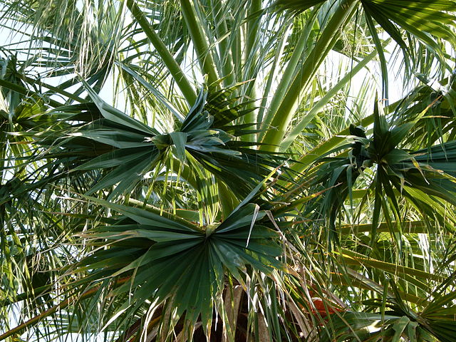 Washingtonia_filifera Washingtonia_filifera