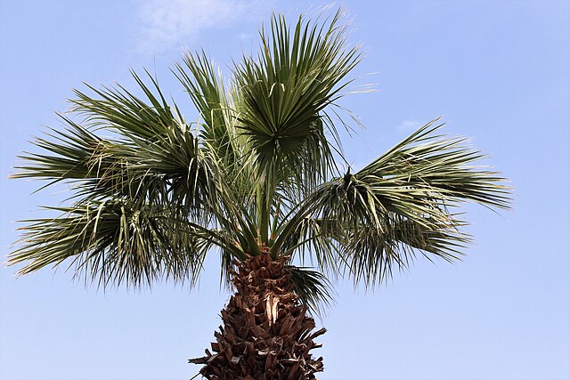 Washingtonia_robusta Washingtonia_robusta