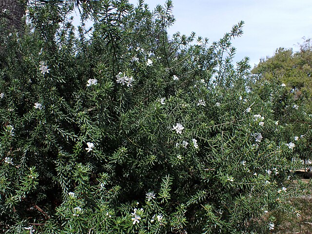 Westringia Westringia